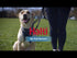 How to Fit and Use the Company of Animals Halti No Pull Harness