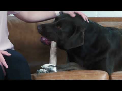 Outward Hound Dogwood Chew Toys Video