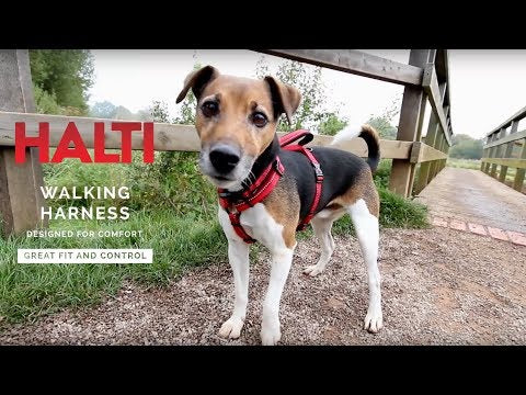 Company of Animals Halti Walking Harness Video