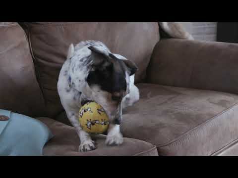 Mighty No Stuff! Ball Dog Toy - Video