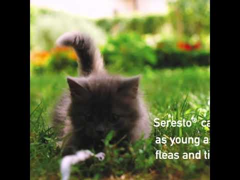 Seresto Flea & Tick Collar for Cats Video