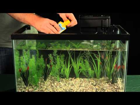 Introducing Fish to Your Aquarium Video