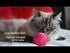 Pet Qwerks Cat Babble Ball Video