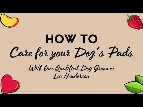 How To Care For Your Dog's Paw Pads Video