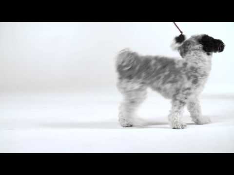 Outward Hound Tail Teasers Video