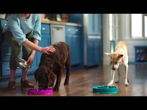 Outward Hound Fun Feeder Video