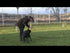 PetSafe 900m Big Dog Deluxe Remote Training System Video