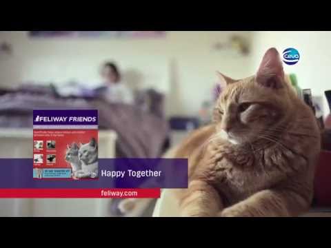 Feliway Cat Friends Refill Video