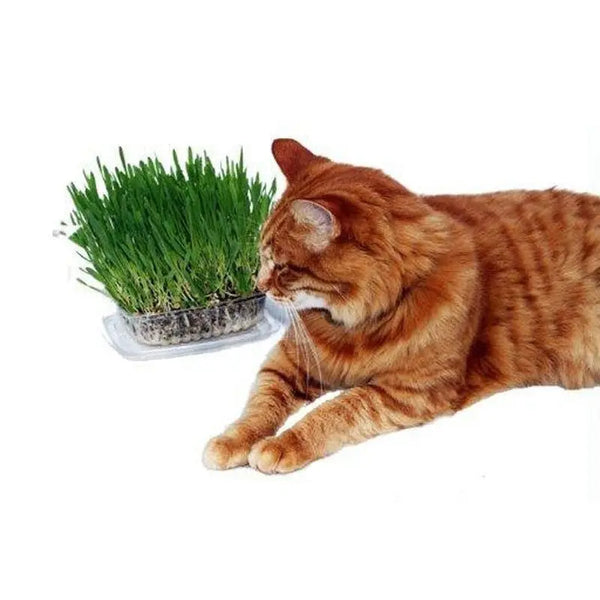 Kunduchi Super Grass Buy Cat Treats Online – Canine Co