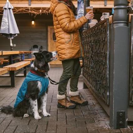 Ruffwear Stumptown Quilted Dog Coat - product detail image shop in South Africa