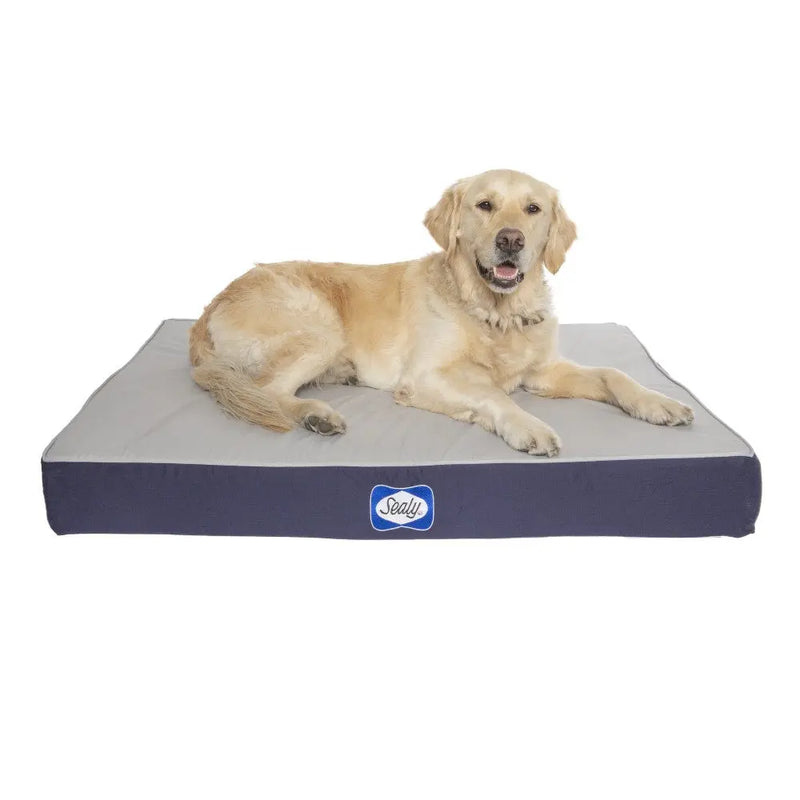 Sealy Cushy Comfort Orthopaedic Dog Bed Buy Sealy Dog Beds Online