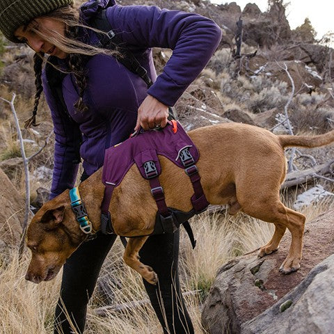 Ruffwear Webmaster Multi-Use Harness - product detail image delivered in South Africa